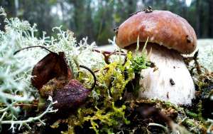 mushroom-3