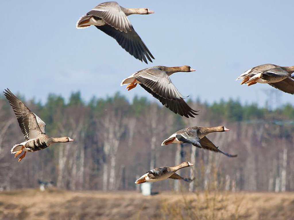 Охота на гуся в Тамбове и Тамбовской области 2018